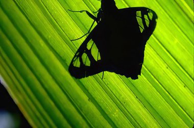 Lush Banana Leaf Surrounded by Greenery and Insects in a Tropical Setting clipart