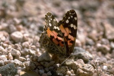 Colorful Butterfly in a Flower Garden, bee, butterfly, insect, bug, moth, organism, invertebrate, terrestrial animal, melitaea, vanessa butterfly, wings, nature, wildlife, outdoor, pollination, nectar, flora, fauna, ecosystem, colorful wings, garden, clipart