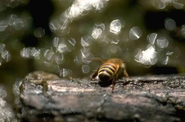 Bee on a Plant: Capturing Nature with Flash Photography clipart