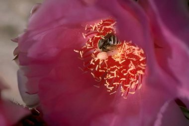 Beautiful Pink Flower with a Honeybee Gathering Nectar clipart