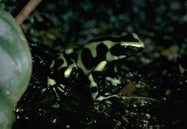 Colorful Poison Frog on a Leaf in Its Natural Habitat clipart