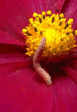 Beautiful Pink and Red Flower with Water Drop, bee, plant, flower, blossom, petal, pink flower, red flower, nature, garden, blooming, flora, annual, terrestrial plant, botanical, water, bee pollination, nectar, vibrant colors, petals, horticulture, s clipart