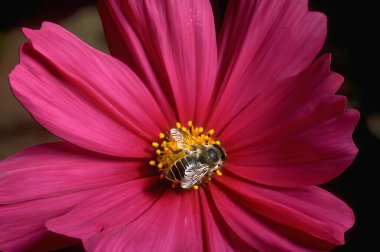 Vibrant Pink Flower with Insect on Petals clipart