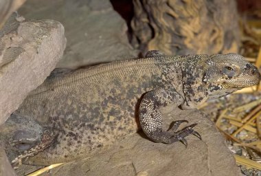 Doğal Yaşam Alanındaki Kayadaki Renkli İguana Kertenkelesi
