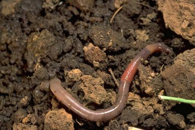 Life in the Soil: Earthworms, Amphibians, and Diverse Reptiles Interacting with Plants clipart