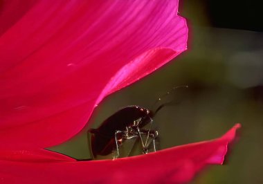 Beautiful Pink Flower with Insects and Delicate Petals, flower, plant, insect, bee, petal, organism, arthropod, pink, red, bloom, garden, nature, botanical, floral, blossom, pollination, wildlife, macro, close-up, vibrant, color, flora, ecology, spri clipart