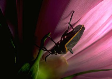 A Beautiful Purple Flower Attracting Bees and Insects clipart