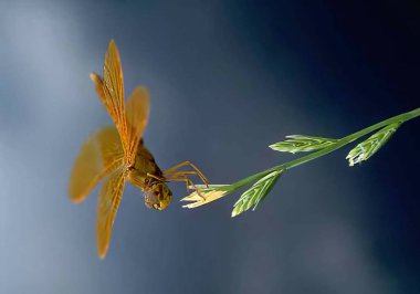 Dragonflies and Damselflies on a Flowering Plant Twig clipart