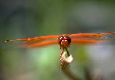 Colorful Dragonfly Resting on a Twig near Terrestrial Plants clipart