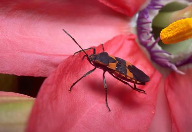 Colorful Beetle on a Red Flower Petal