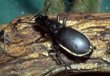 Close-up of a Beetle on Soil, arthropod, insect, beetle, land animal, dung beetle, pest, close-up, invertebrate, macro photography, weevil, bug, nature, wildlife, entomology, critter, terrestrial insect, ecological role, scavenger, brown beetle, smal clipart