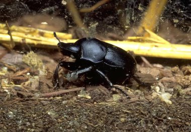 Rhino Beetle Crawling on Soil in Natural Habitat clipart