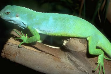 Green Iguana Lizard Resting on a Plant in Natural Habitat clipart