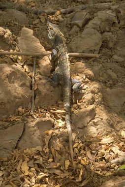 Doğal Yaşam Alanında Kaya oluşumları üzerine Iguana