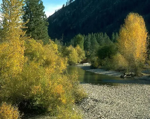 Evergreen Karaçam Ağaçları ve Açık Gökyüzü ile Huzur Göl Sahnesi