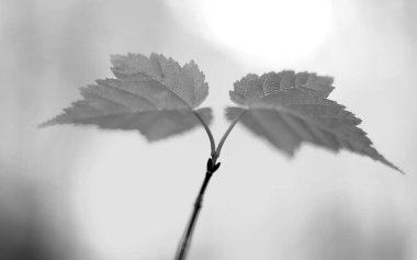 Black and White Leaves Grayscale Monochrome Background clipart