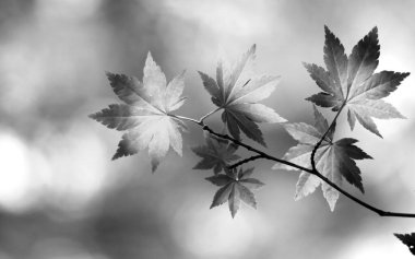 Black and White Leaves Grayscale Monochrome Background clipart