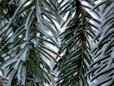 Larch Branch Covered in Snow during Freezing Conditions clipart