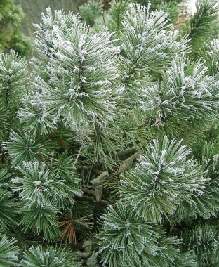 Larch ve Grass Evergreen Dalı ile