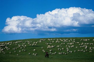 Dalgalanan Kümülüs Bulutları Altında Serene Grazing Manzarası
