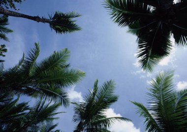 Radiant Daytime Sky with Leafy Branches and Azure Clouds in a Natural Botanical Setting clipart