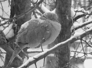 Bird of Prey on Snow-Covered Twig in Winter Scene clipart