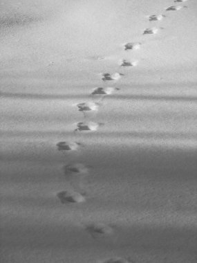 Footprints in white snow clipart