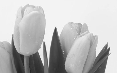 Delicate Pink Flower with Moisture-Drenched Petals in Close-Up View clipart