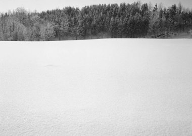 Winter Wonderland: A Tranquil Snow-Covered Evergreen Landscape Under a Grey Sky clipart