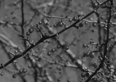 Frosty Morning: Twigs and Berries Against a Clear Sky clipart