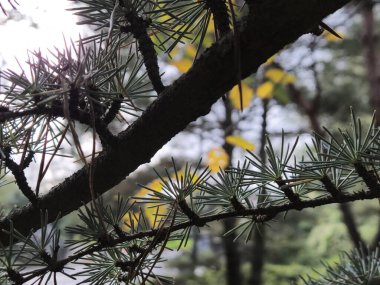 Larch Tree Branch Under Natural Light Against the Sky clipart