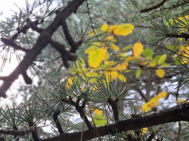 Flowering Twig of Shortstraw Pine in Natural Landscape clipart