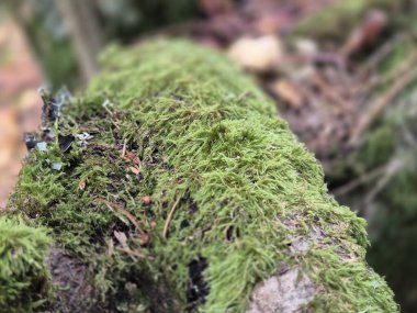 Moss on a tree bark close view natural background clipart