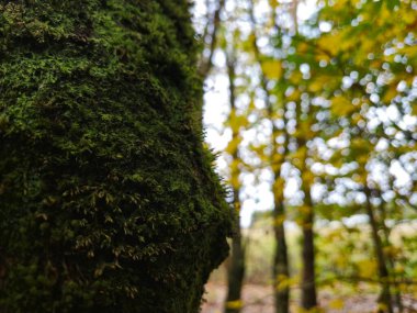 Moss on a tree bark close view natural background clipart