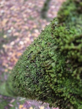 Moss on a tree bark close view natural background clipart