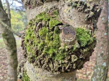 Moss on a tree bark close view natural background clipart