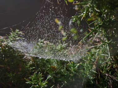 Drops of water in spider web close view background clipart