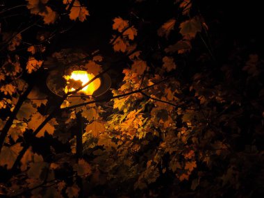 Trees at night in warm light of street lamps clipart