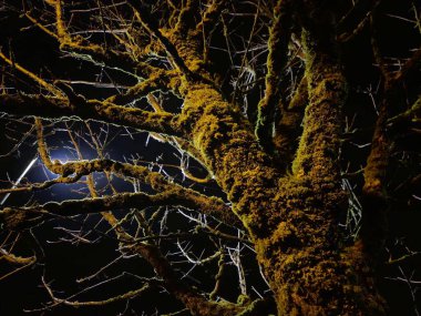 Heavy old trees branches in night lights rays and moss, scary fo clipart