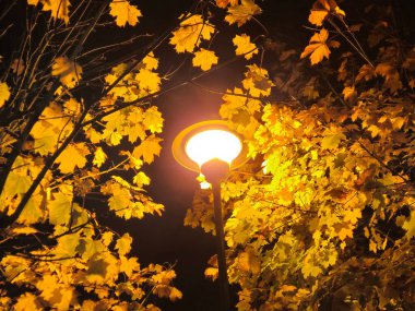 Trees at night in warm light of street lamps clipart