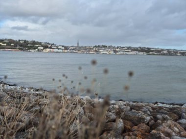 Grass and plants close view with blurry Cobh city background clipart