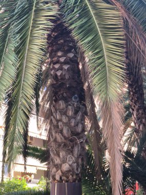 Pigeon in a palm tree close view background clipart