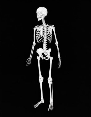 Siyah arka planda insan iskeleti, X-ray kemikleri