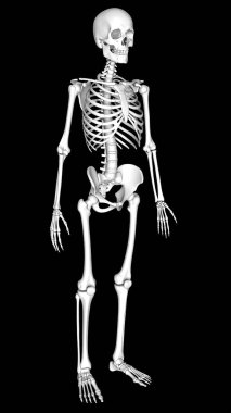 Siyah arka planda insan iskeleti, X-ray kemikleri