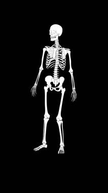 Siyah arka planda insan iskeleti, X-ray kemikleri