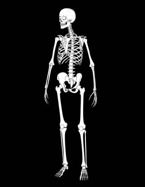 Siyah arka planda insan iskeleti, X-ray kemikleri