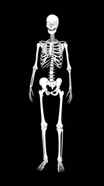 Siyah arka planda insan iskeleti, X-ray kemikleri