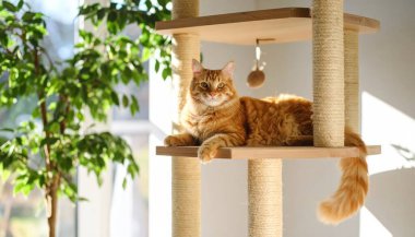 Kizil kedi, sicak gunesle yikanmis kedi agacinin rafinda yatiyor.