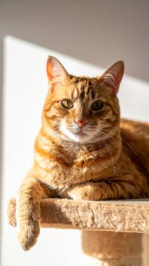 Kizil kedi, sicak gunesle yikanmis kedi agacinin rafinda yatiyor.