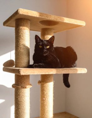 Güneş ışınlarıyla kedi ağacında uzanmış, kameraya bakan muhteşem kara kedi.